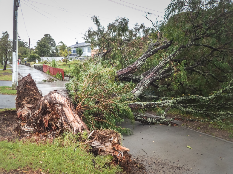 Tree fallen in natural disaster